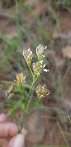 Image of Eriospermum abyssinicum by (c) Suvarna Parbhoo Mohan, some rights reserved (CC BY-SA)