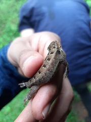 Sceloporus variabilis