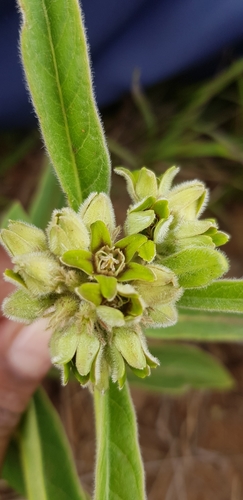 Image of Raphionacme galpinii by (c) Suvarna Parbhoo Mohan, some rights reserved (CC BY-SA)