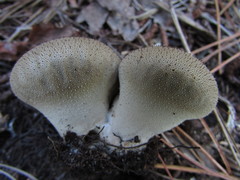 Lycoperdon molle