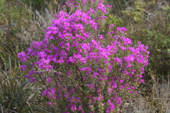 Lampranthus stipulaceus