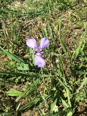 Herbertia lahue caerulea