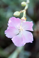 Dianthus caryophyllus