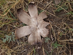 Mycenastrum