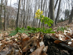 Gymnospermium smirnowii