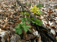 Gymnospermium smirnowii