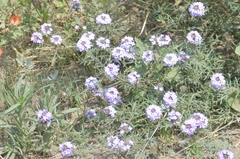 Glandularia venturii