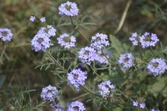 Glandularia venturii