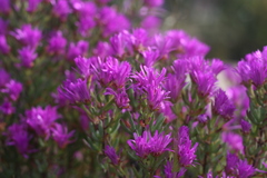 Lampranthus stipulaceus