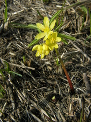 Gymnospermium odessanum