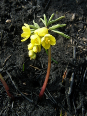 Gymnospermium odessanum