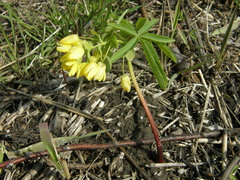 Gymnospermium odessanum