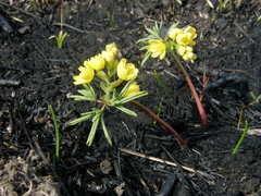 Gymnospermium odessanum