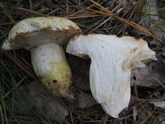 Tylopilus peralbidus