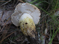 Tylopilus peralbidus