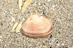 Ruditapes philippinarum