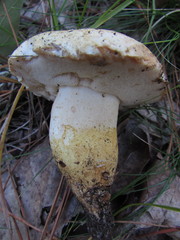 Tylopilus peralbidus
