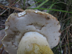 Tylopilus peralbidus