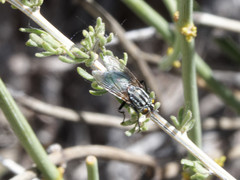 Sarconesia chlorogaster