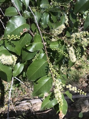 Prunus ilicifolia lyonii