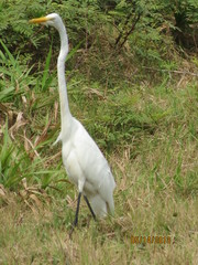 Ardea alba