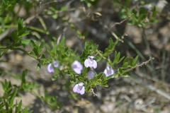 Poikilacanthus tweedieanus