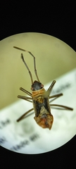Heteroptera