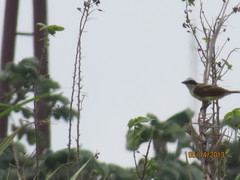 Pitangus sulphuratus