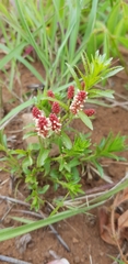 Acalypha peduncularis