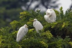 Bubulcus ibis coromandus