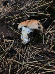 Pudorini