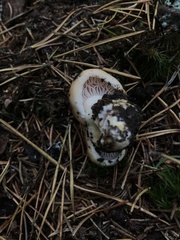 Pudorini