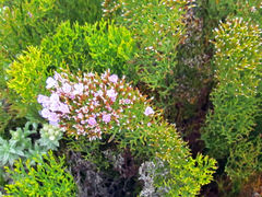 Limonium scabrum