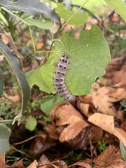 Lophocampa caryae