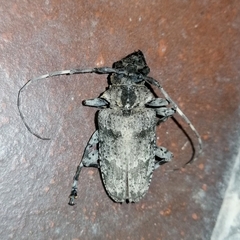 Dryoctenes scrupulosus