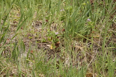 Pelargonium vitifolium
