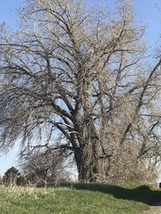 Populus deltoides monilifera