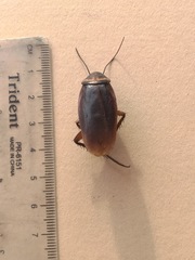 Periplaneta americana