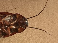 Periplaneta americana