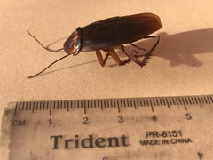 Periplaneta americana