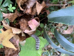 Lophocampa caryae