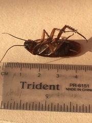Periplaneta americana