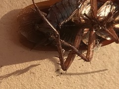 Periplaneta americana