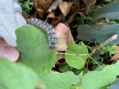 Lophocampa caryae