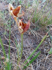 Gladiolus alatus