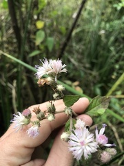 Cyrtocymura scorpioides