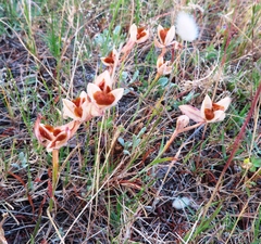 Gladiolus alatus