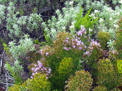 Limonium scabrum