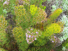 Limonium scabrum