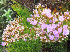 Limonium scabrum